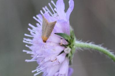Eurhodope cirrigerella