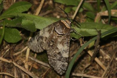 Cossus cossus