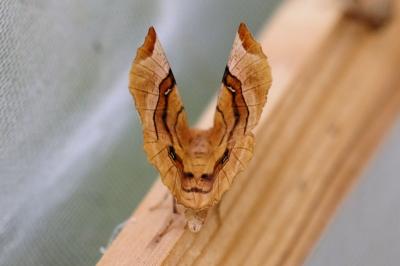 Selenia tetralunaria