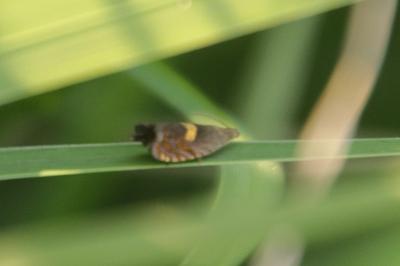 Dichrorampha petiverella
