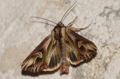 Actinotia polyodon