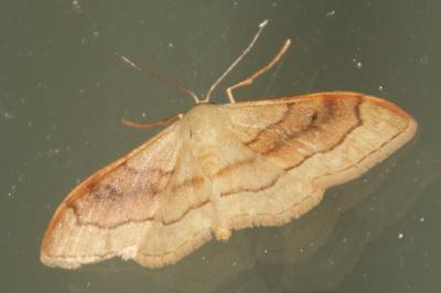 Idaea rubraria