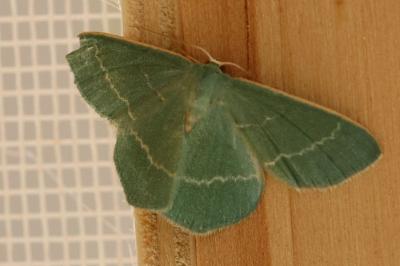 Chlorissa viridata