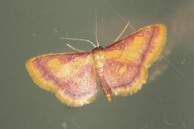 Idaea muricata