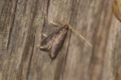 Lecithoceridae