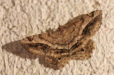 Chiasmia aestimaria