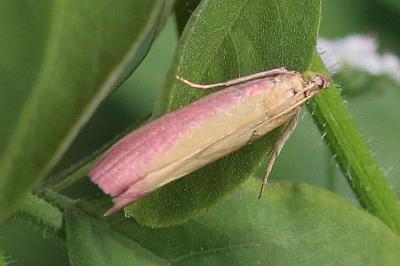 Oncocera semirubella