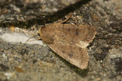 Hoplodrina octogenaria