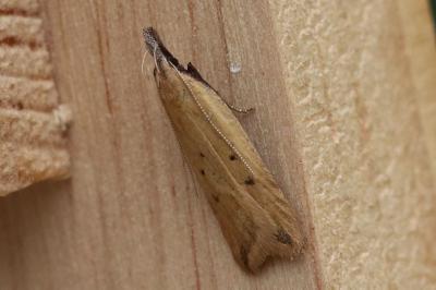 Dichomeris limosella