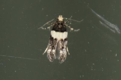 Recurvaria leucatella