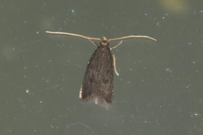 Homaloxestis briantiella