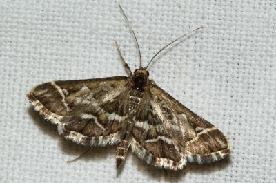 Diasemia reticularis