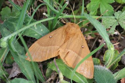 Lasiocampa quercus
