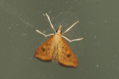 Udea ferrugalis