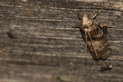 Parectopa ononidis