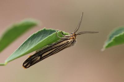 Spiris striata