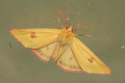 Diacrisia sannio