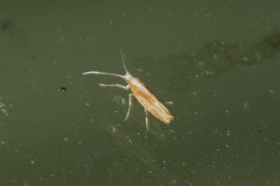 Argyresthia albistria