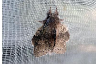 Stauropus fagi