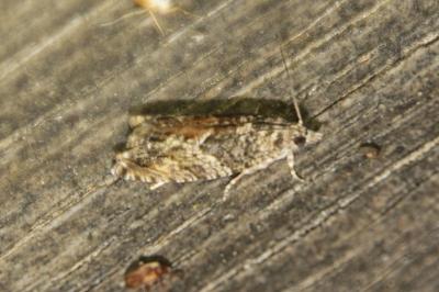 Epinotia nisella