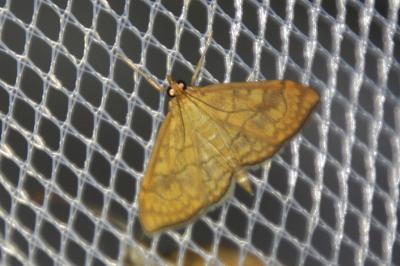 Anania verbascalis