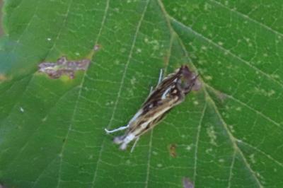 Catoptria verellus