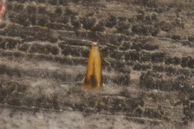 Coptotriche marginea