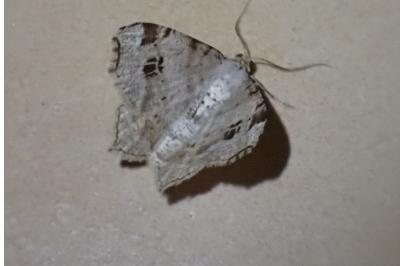 Macaria notata