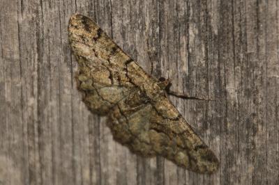 Peribatodes ilicaria