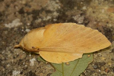 Gastropacha populifolia