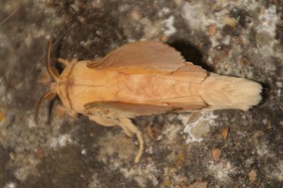 Gastropacha populifolia