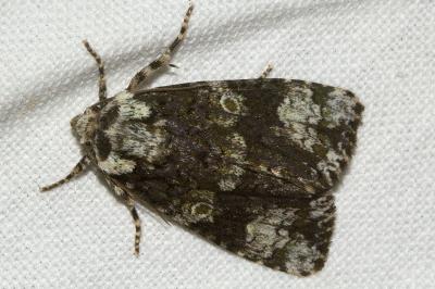 Craniophora ligustri