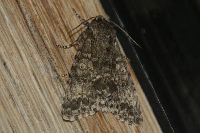 Acronicta megacephala