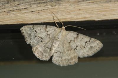 Pseudoterpna coronillaria