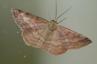 Scopula rubiginata