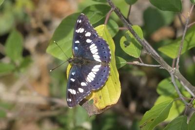 Limenitis reducta