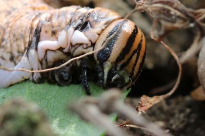 Agrius convolvuli