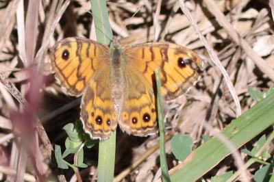 Lasiommata megera