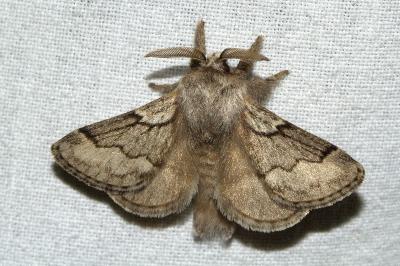 Trichiura crataegi