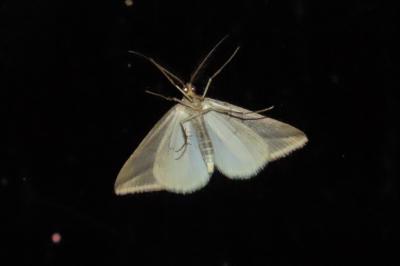Rhodometra sacraria