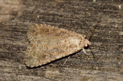 Spodoptera exigua