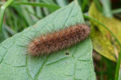 Phragmatobia fuliginosa
