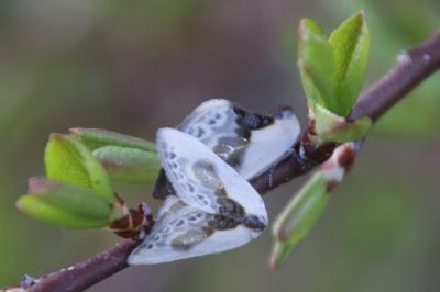 Cilix glaucata