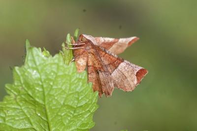 Selenia lunularia