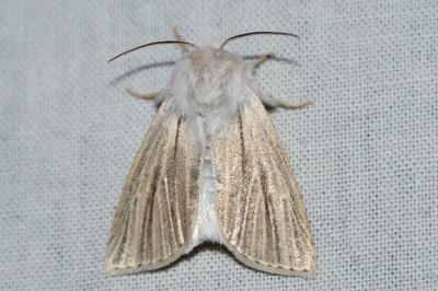 Acronicta albovenosa