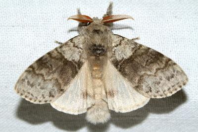 Calliteara pudibunda
