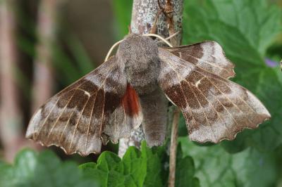 Laothoe populi