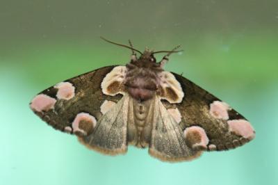 Thyatira batis