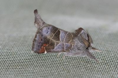 Clostera pigra