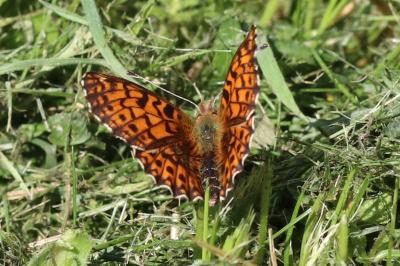 Boloria dia